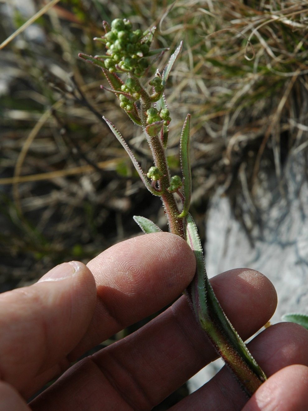 Saxifraga hostii